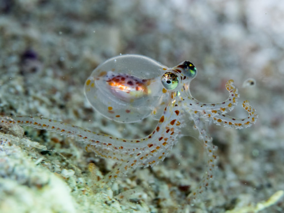 Gebeurt Herkenning Zonnig We Share Smarts with Octopuses, and Now We Know Why | Discover Magazine