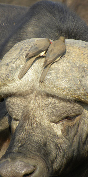 Oxpeckers.jpg