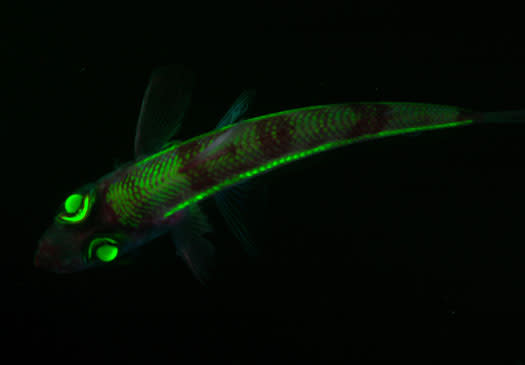 8 Marine Creatures that Light Up the Sea