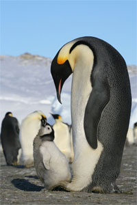 Emperor_penguin.jpg