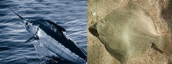 Marlin_turbot.jpg