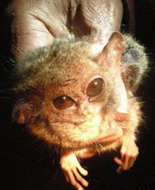 tarsier1.JPG