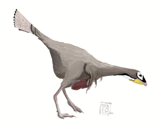 An artists representation of Caudipteryx