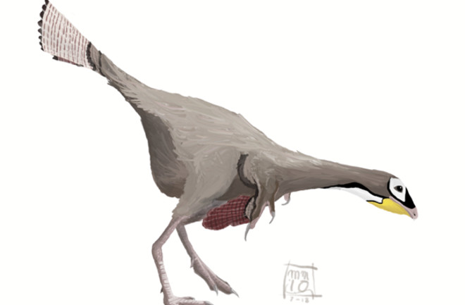 An artists representation of Caudipteryx