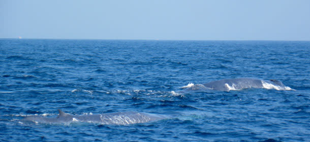 BlueWhale_pair.jpg
