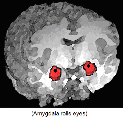 amygdalae.png