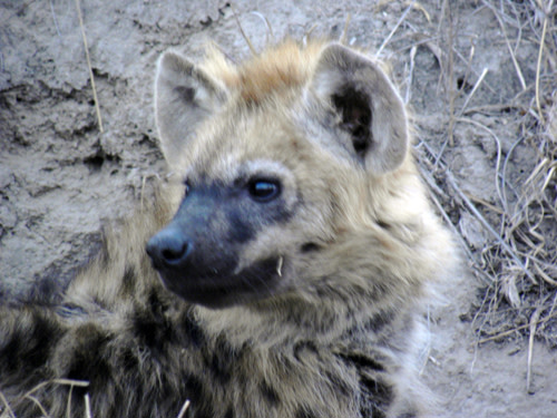 Hyena_portrait.jpg