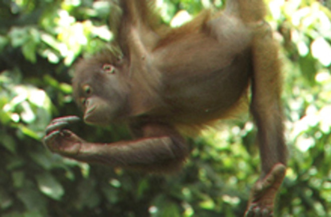 orangutan-boreo-2.jpg