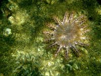 800px-Crown_of_torns.jpg