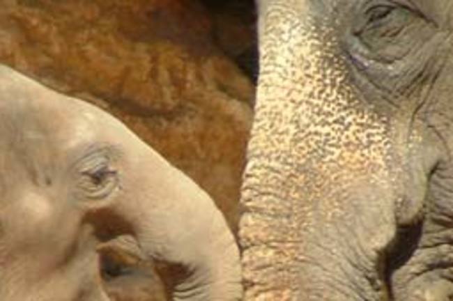 Asianelephant.jpg
