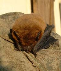 Pipistrelle.jpg
