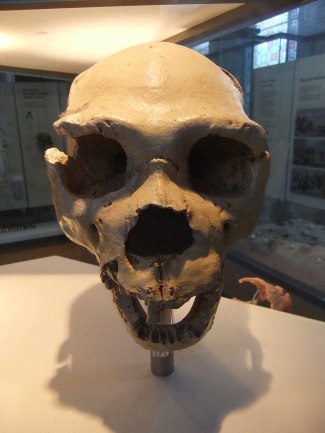 Cranium-5-Homo-heidelbergensis
