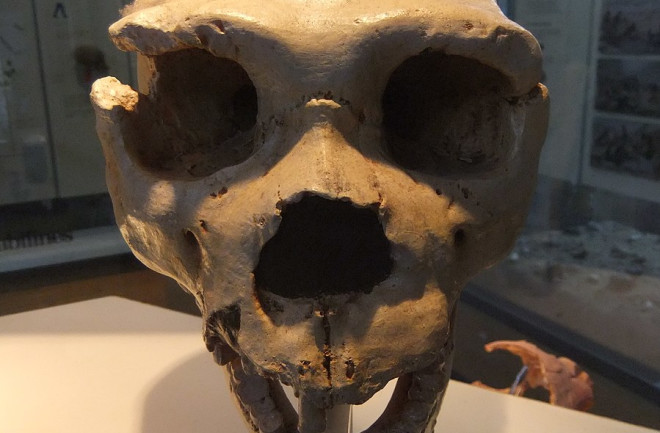 Cranium-5-Homo-heidelbergensis