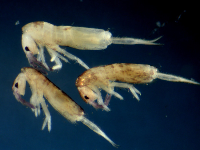 Lepidocyrtus-olena.jpg