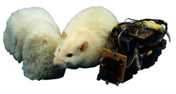 ratrobot.jpg
