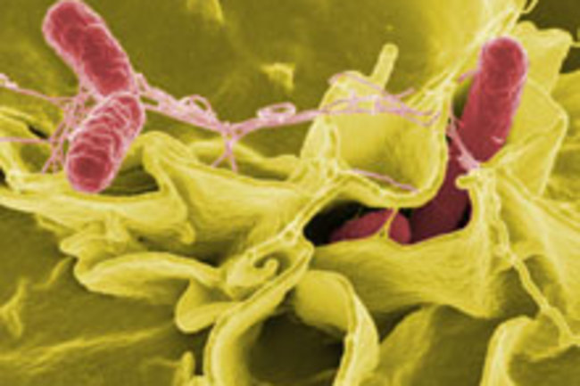 salmonella-bacteria.jpg