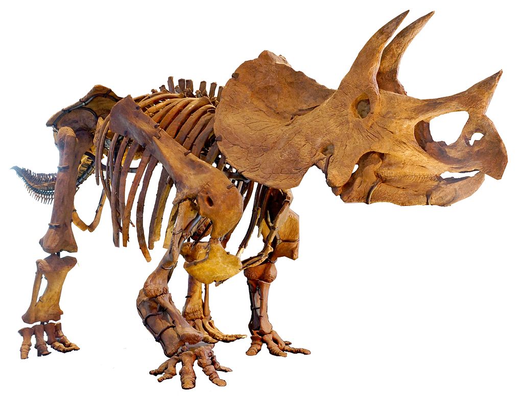 Take a Look at the Skeleton of a Pregnant T-Rex Dinosaur Called