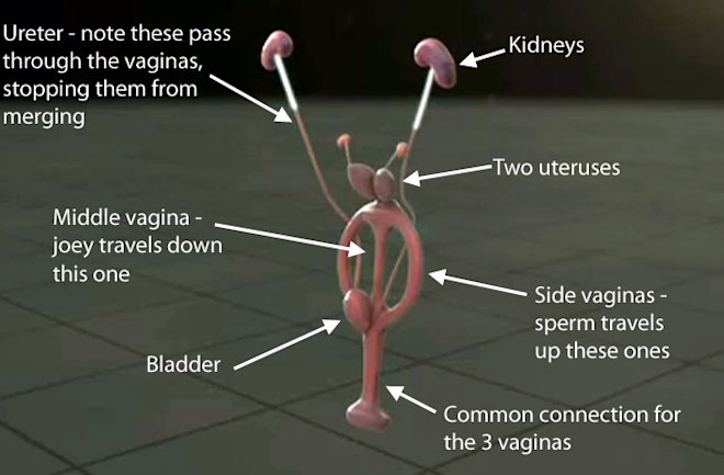 Kangaroo Vagina Diagram - Ed Yong & Inside Nature's Giants