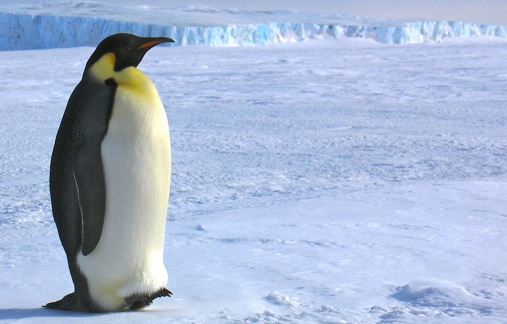 Extinct Penguin