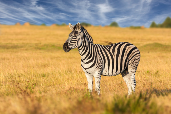 How did the zebra get its stripes? And other zebra facts and