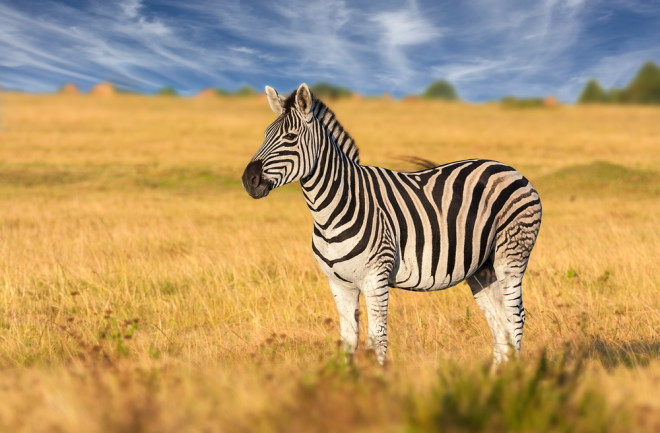 Zebra - Shutterstock