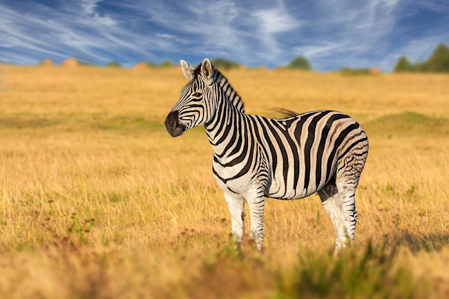 Why Do Zebras Have Stripes Maybe To Help Keep Cool Discover