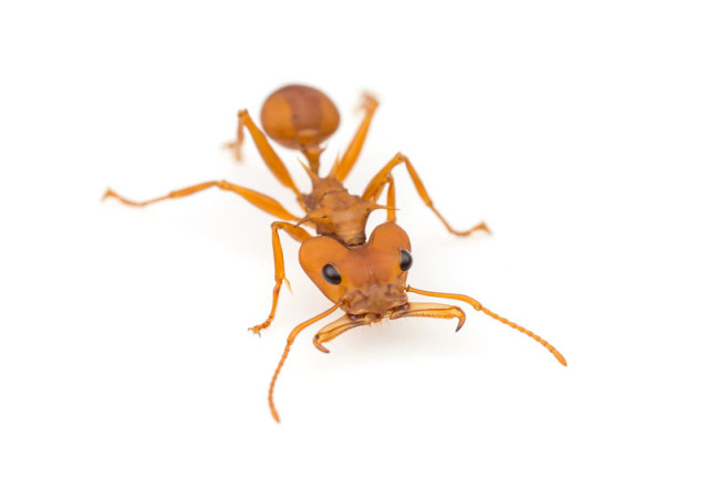 20 Things You Didn't Know About  Ants