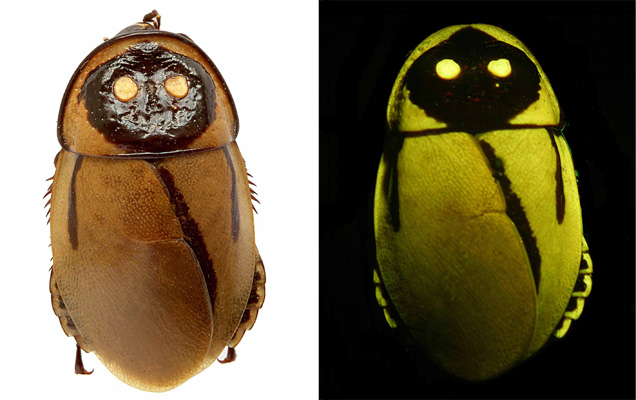 glowing-roaches.jpg