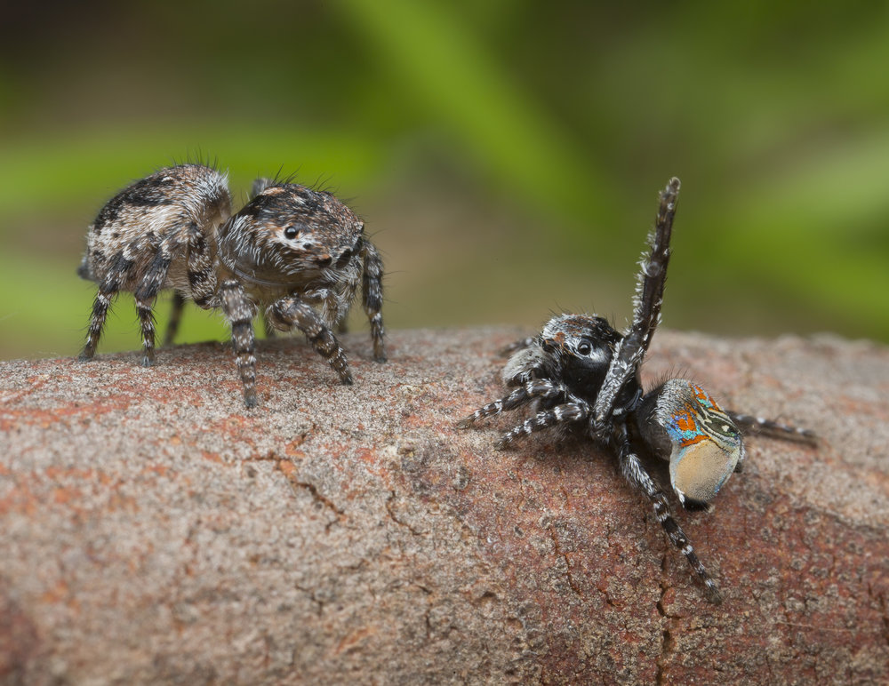 The Austrialian peacock spider goes viral, Magazine Articles