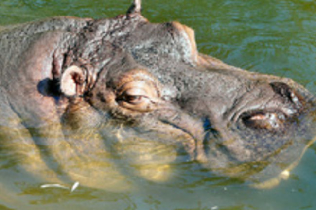Animal Tragedy of the Day: Hippo Castration Gone Terribly Wrong