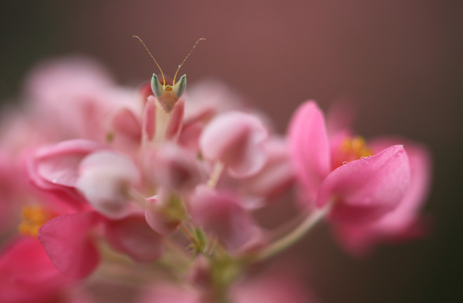 Flower Mantis