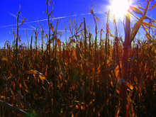 crops.jpg