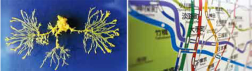 Physarum.jpg