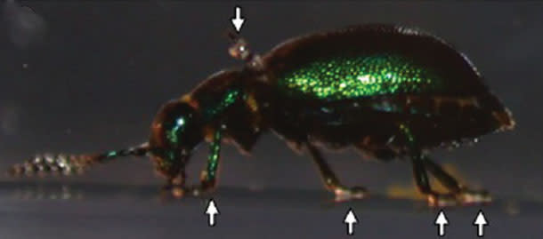 Green_dock_beetle1.jpg