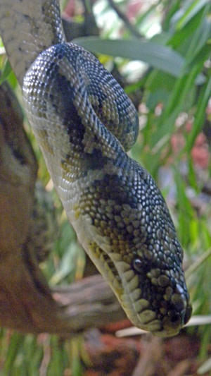 Carpet_python.jpg