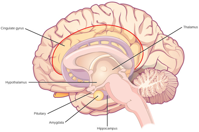 Schematic of the brain's limbic system. Seeing what's there tells you almost nothing about the crazy things it can do. (Credit: Rice University/OpenStax)