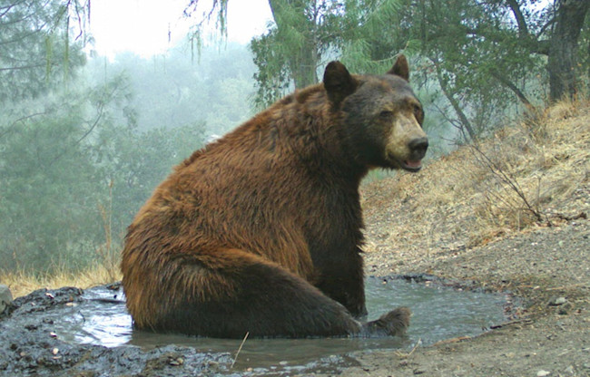 Black Bear - Sedgwick Reserve