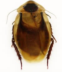 cockroach-e1328208206855.jpg