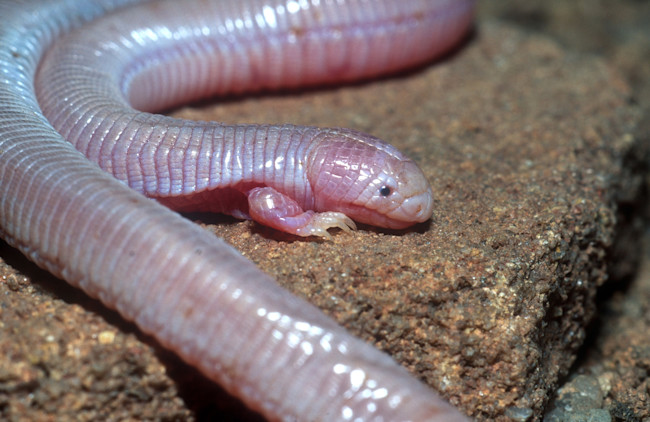 DSC-TW1119 03 Mexican mole lizard