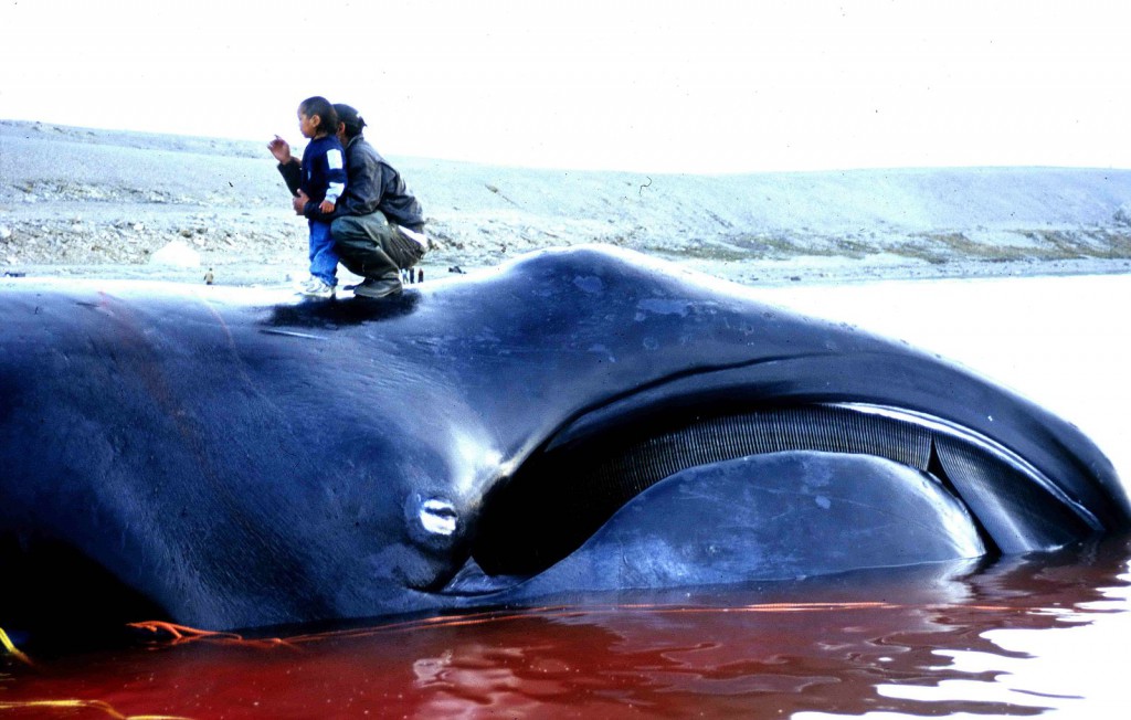 Bowhead_Whale_2002-08-10-1024x652.jpg