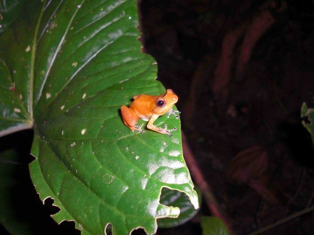 These Frogs Evolved Resistance to Deadly Chytrid Fungus | Discover Magazine