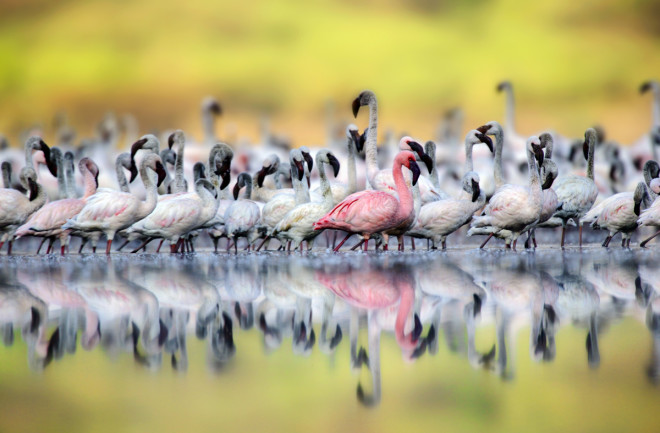 Lesser Flamingos, Lake Bogoria, Kenya - Paul McKenzie