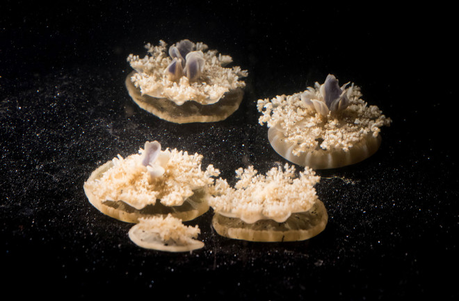 Jellyfish - Caltech