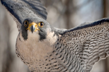 Falcons, the ‘Top Gun’ of the Skies, Are Helping Farmers Scare Away Pests