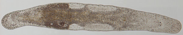 Flatworm.jpg
