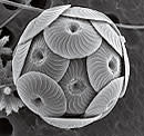 plankton-cocco2-2.jpg