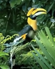 c3e2b-greathornbill.jpg