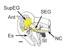 cockroach-head220.jpg
