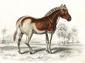 Quagga