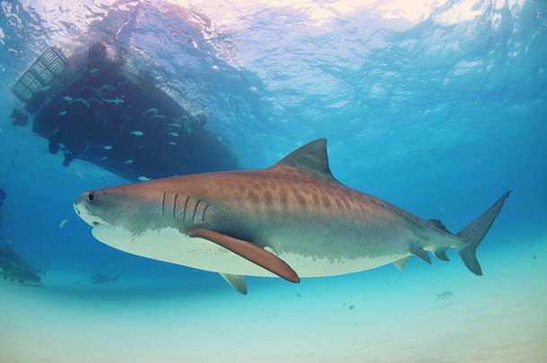 TigersharkWeb.jpg